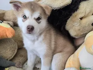 Alaskan Malamute dogs Beautiful Female Alaskan Malamute Puppy - Advert 10
