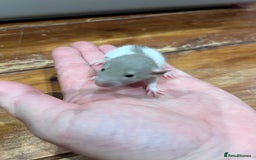 Rat rodents for sale: Pet rats for sale male and female Ava  - Image 9