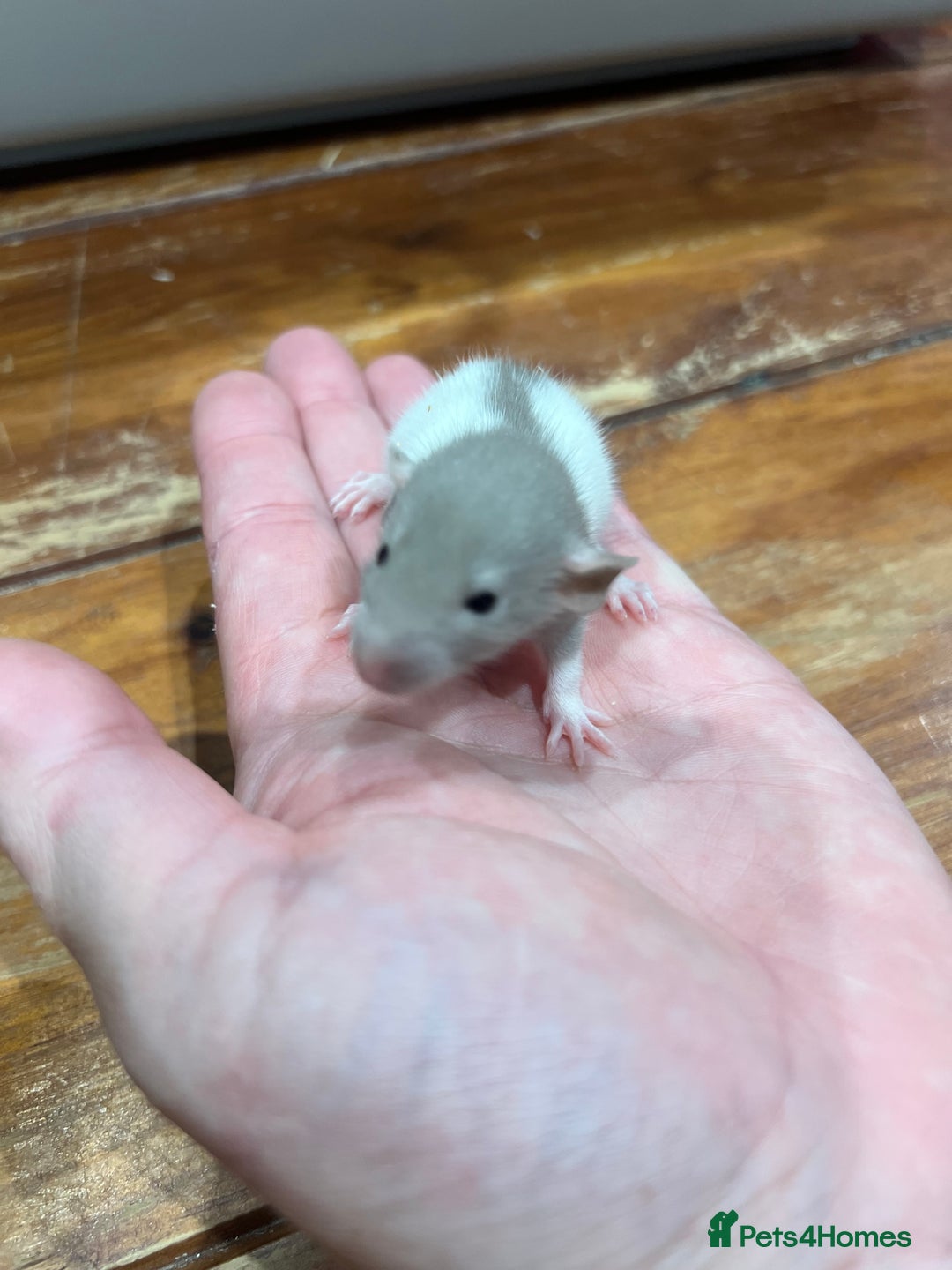 Rat rodents for sale: Pet rats for sale male and female Ava  - Image 9