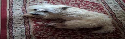 Cairn Terrier dogs for sale: 7 Adorable Cairn Terrier Pups - Advert 2