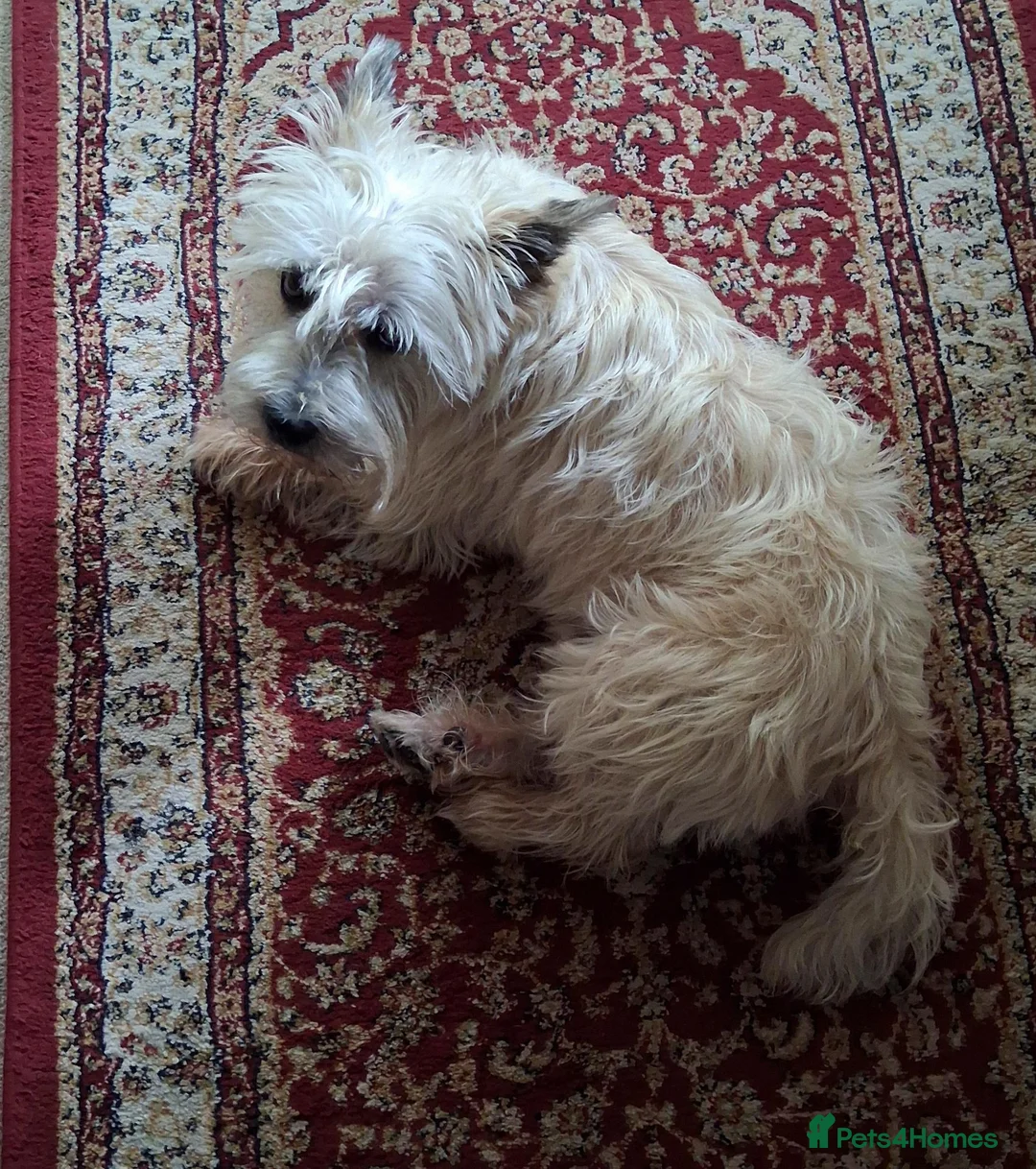 Cairn Terrier dogs for sale: 7 Adorable Cairn Terrier Pups - Advert 2