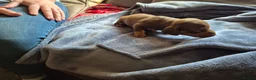 Dachshund dogs for sale: Mini dauchounds for sale. - Advert 2