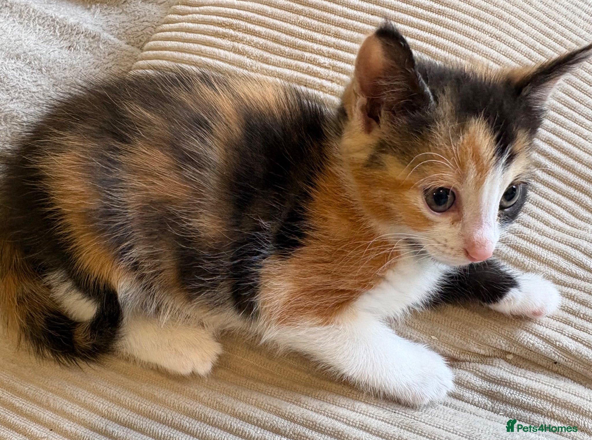 Mixed Breed cats Mixed female kitten for sale  - Advert 4