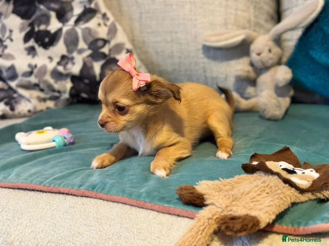 Chihuahua dogs for sale: 🐾 **  Long-Haired Chihuahua Puppy–Deer Head🐾 - Advert 12