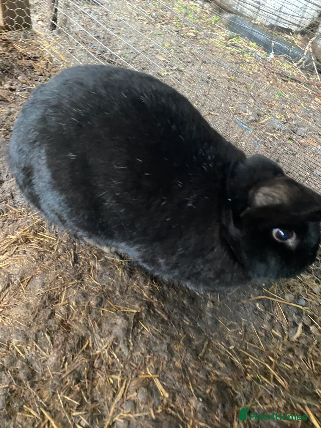 Mixed Breed rabbits for sale: New zealand, rex and mixed doves for sale! - Advert 6