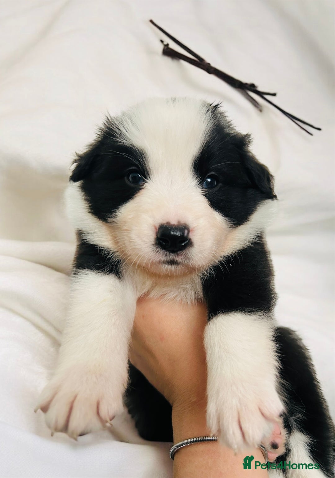 Border Collie dogs for sale: ❗️5⭐️ KC DNA tested champions LAST❗️border collie  - Advert 22