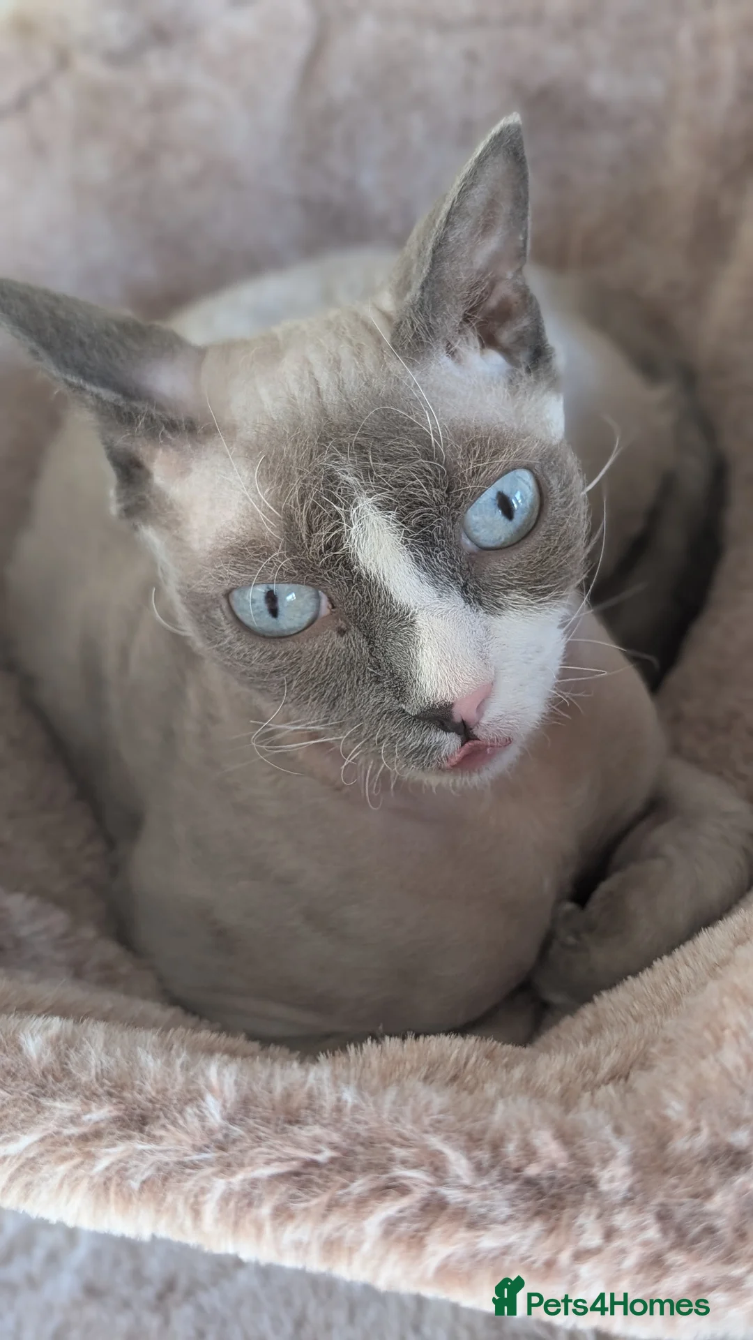 Devon Rex cats for sale: Blue eyed boy - Advert 2