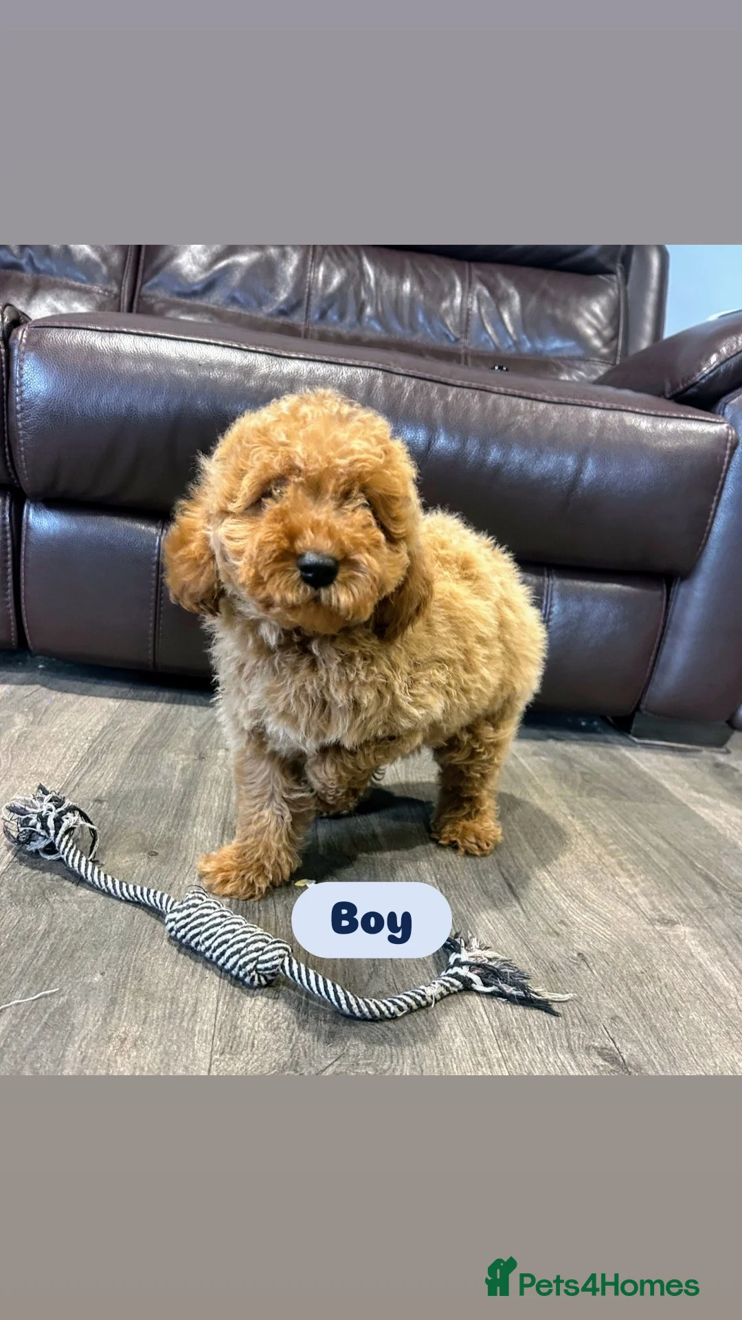 Cavapoo dogs for sale: Adorable Cavapoos ready for their new families 🐾 - Image 29