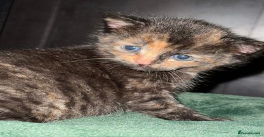 European cats Kittens looking for forever home - Advert 15