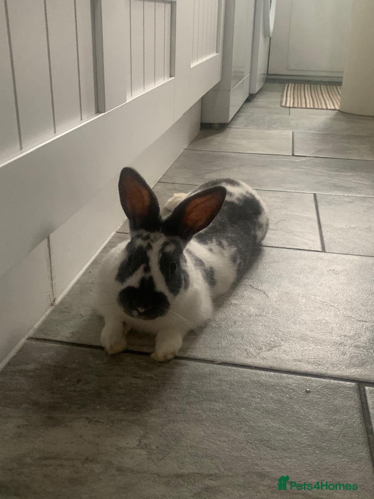 English Spot rabbits Rabbits for sale  in Lincoln - Advert 1