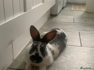 English Spot rabbits Rabbits for sale in Lincoln - Advert 1