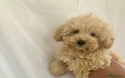 Cockapoo dogs for sale: Cockapoo - Image 8