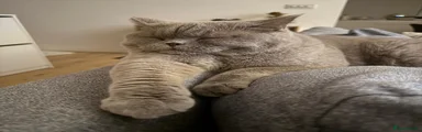British Shorthair 1