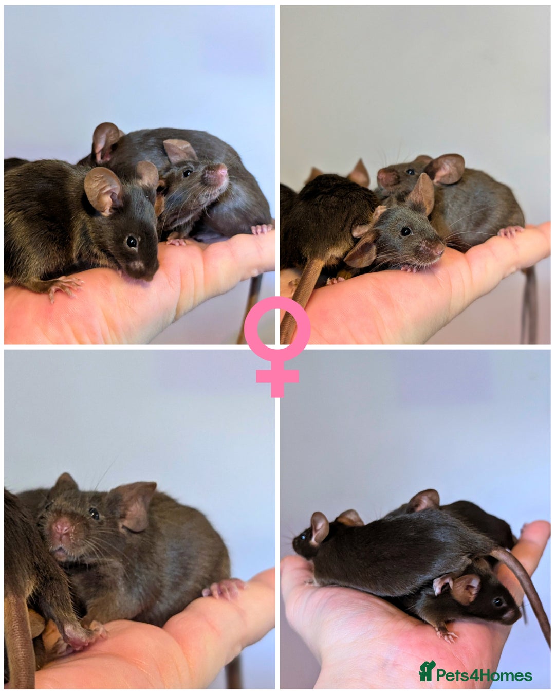 Mouse rodents for sale: Fancy mice  - Advert 2