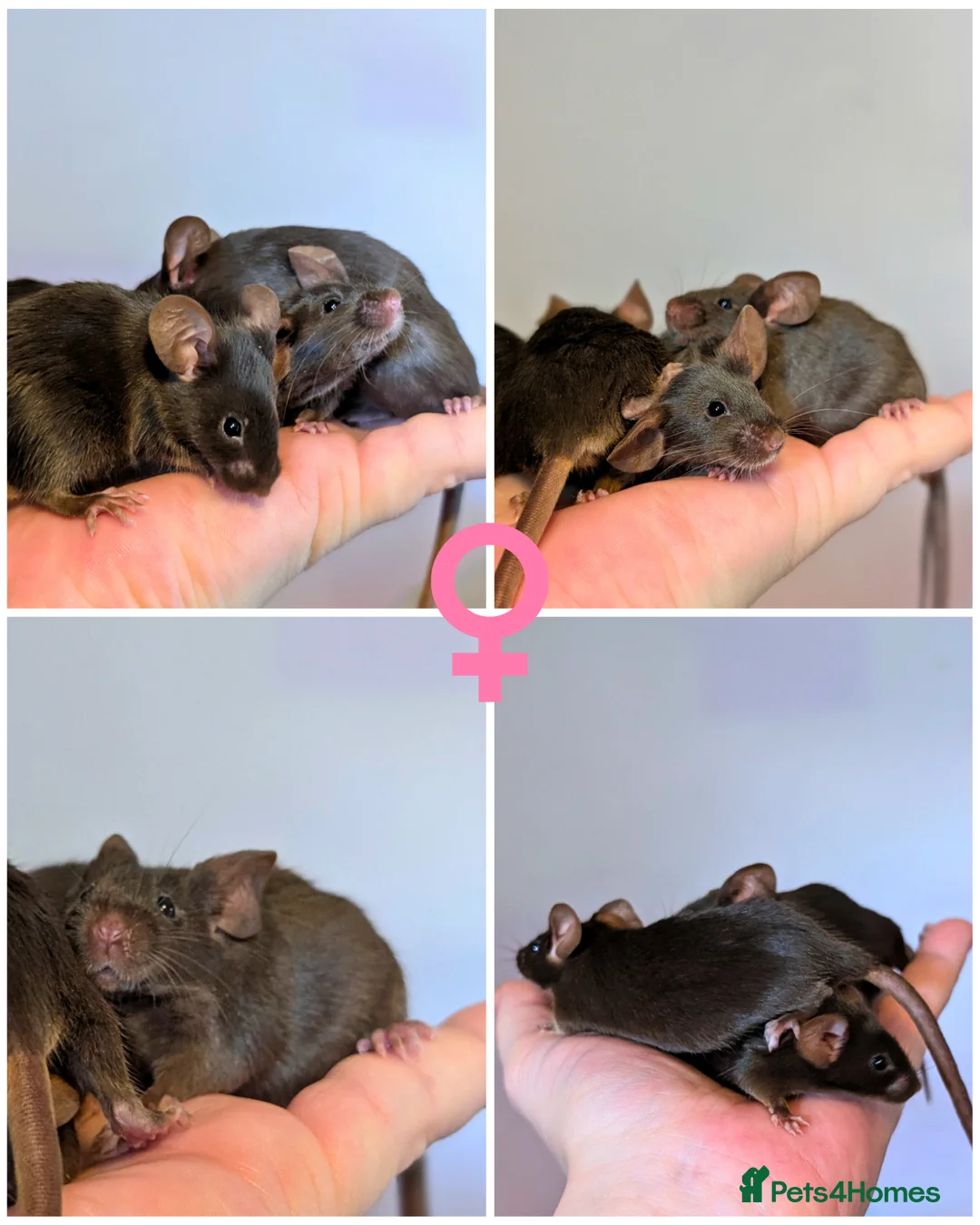 Mouse rodents for sale: Fancy mice  - Advert 2