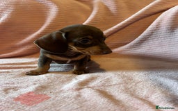 Miniature Dachshund dogs for sale: Miniature dachshunds - Image 17