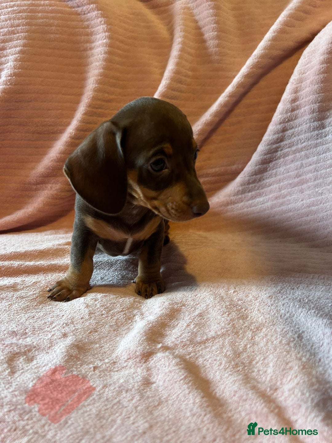 Miniature Dachshund dogs for sale: Miniature dachshunds - Image 17