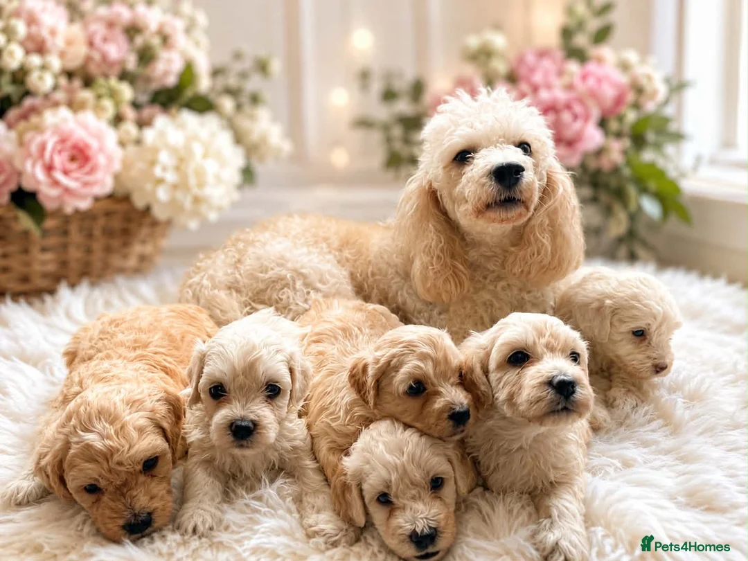 Maltipoo dogs for sale: Gorgeous maltipoo puppies  - Advert 1