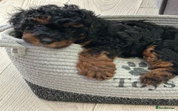 Toy Poodle dogs for sale: Beautiful Toy Poodle Puppies for Sale - Image 1