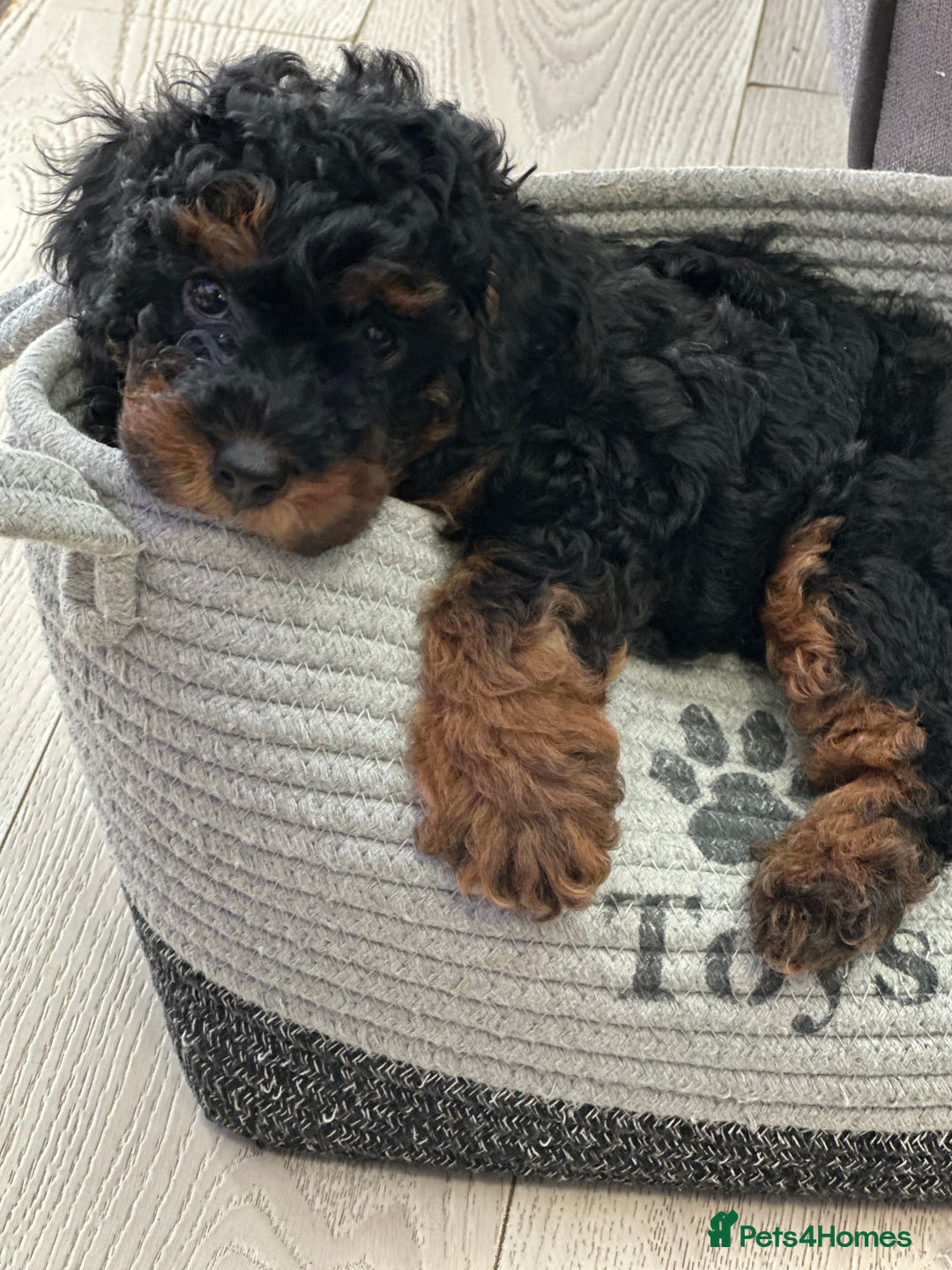 Toy Poodle dogs for sale: Beautiful Toy Poodle Puppies for Sale - Image 1