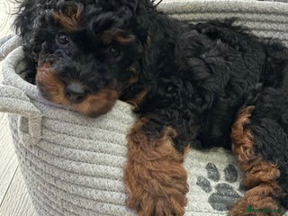 Toy Poodle dogs - Advert 9
