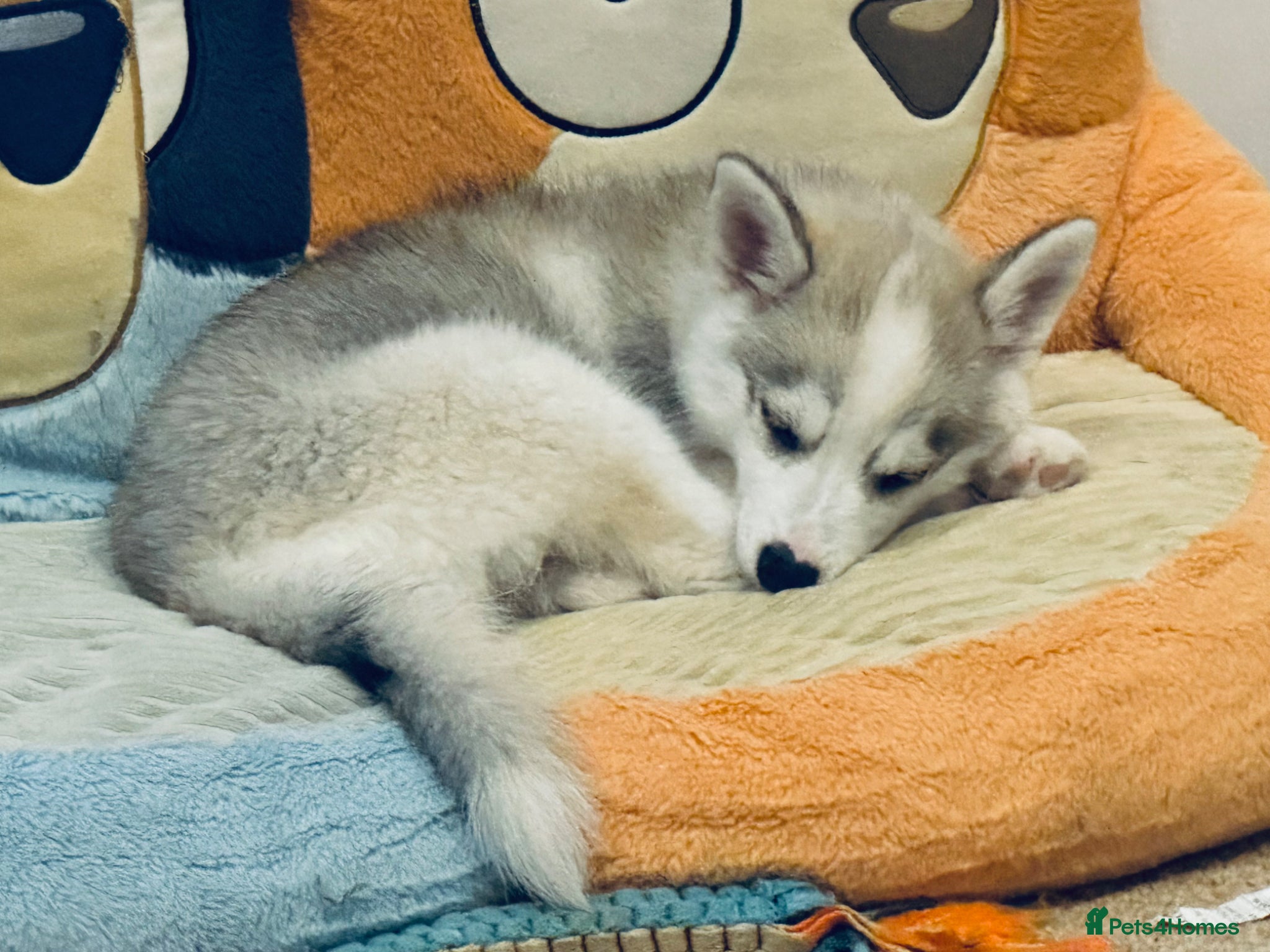 Pomsky dogs F3 Pomsky pups raised with love (miniature husky) - Advert 6