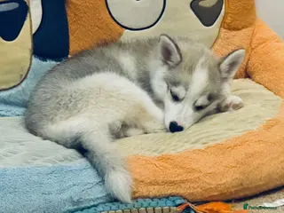 Pomsky dogs F3 Pomsky pups from a family home (mini husky) - Advert 6