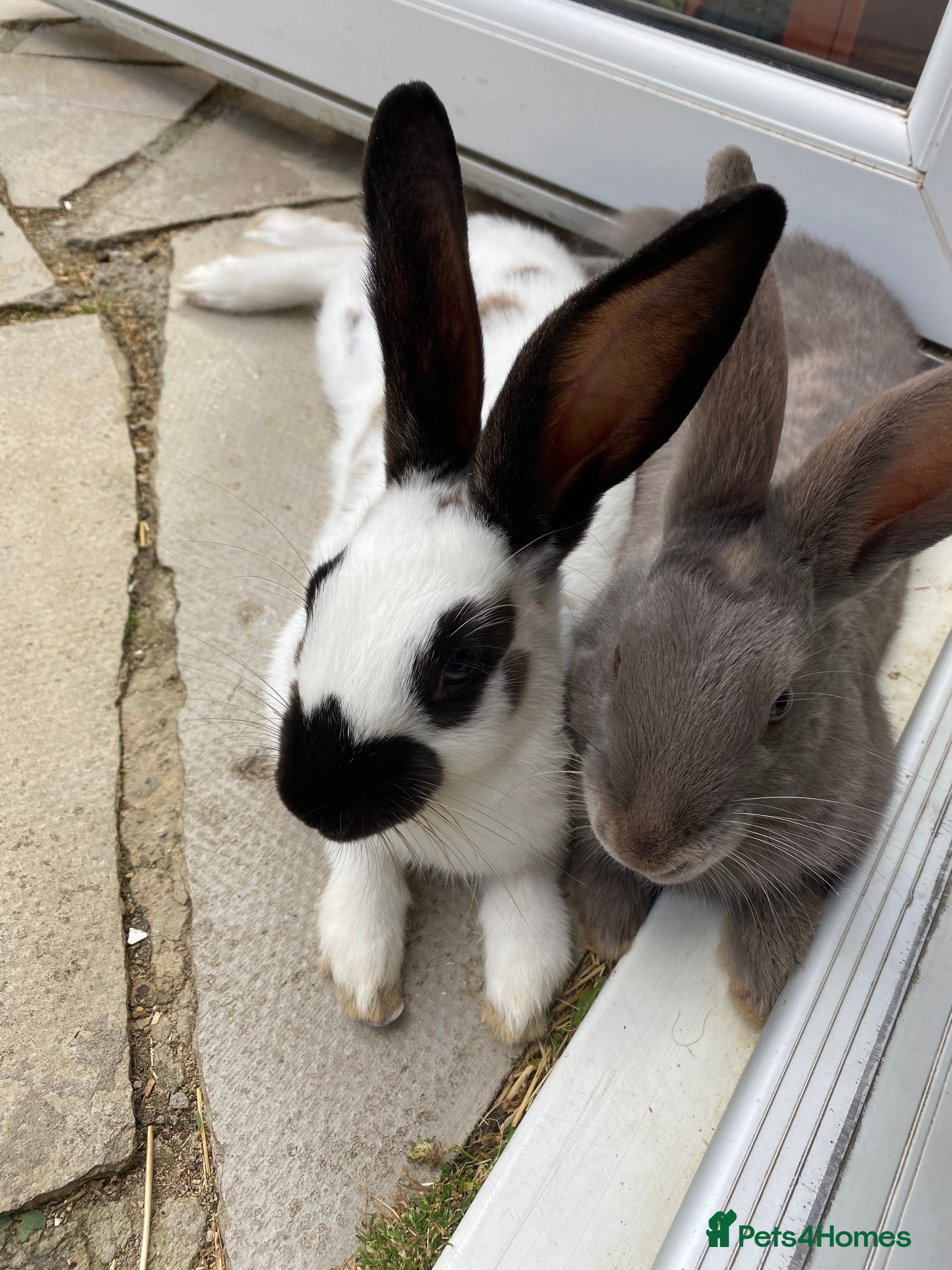 English rabbits Two friendly male rabbits with hutch and run - Advert 2