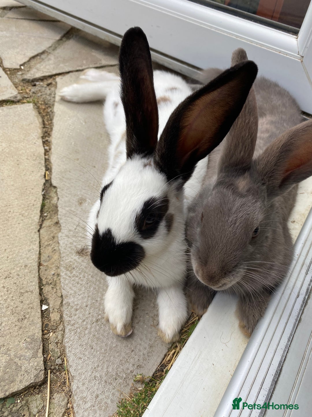 English rabbits for sale: Two friendly male rabbits with hutch and run - Advert 1