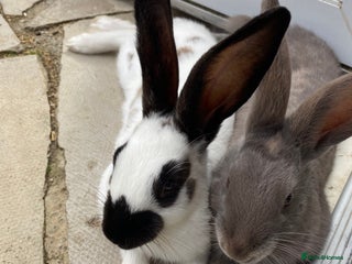 English rabbits Two friendly male rabbits with hutch and run - Advert 2