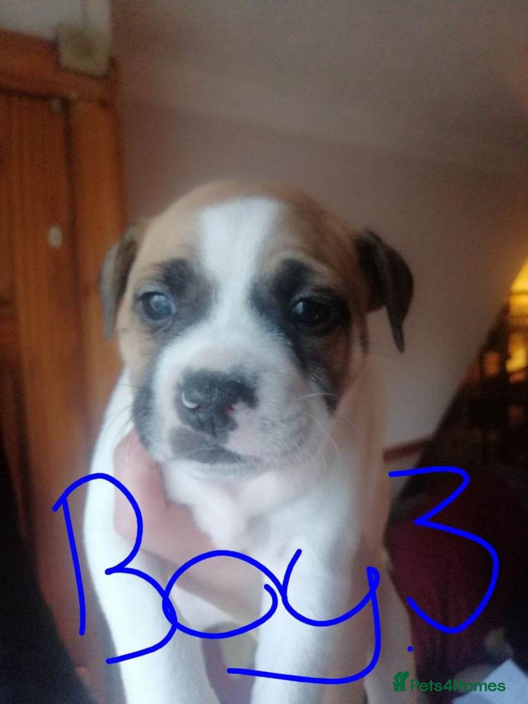 Staffordshire Bull Terrier dogs for sale: Beautiful  Staffordshire Bull Terrier puppies - Advert 3