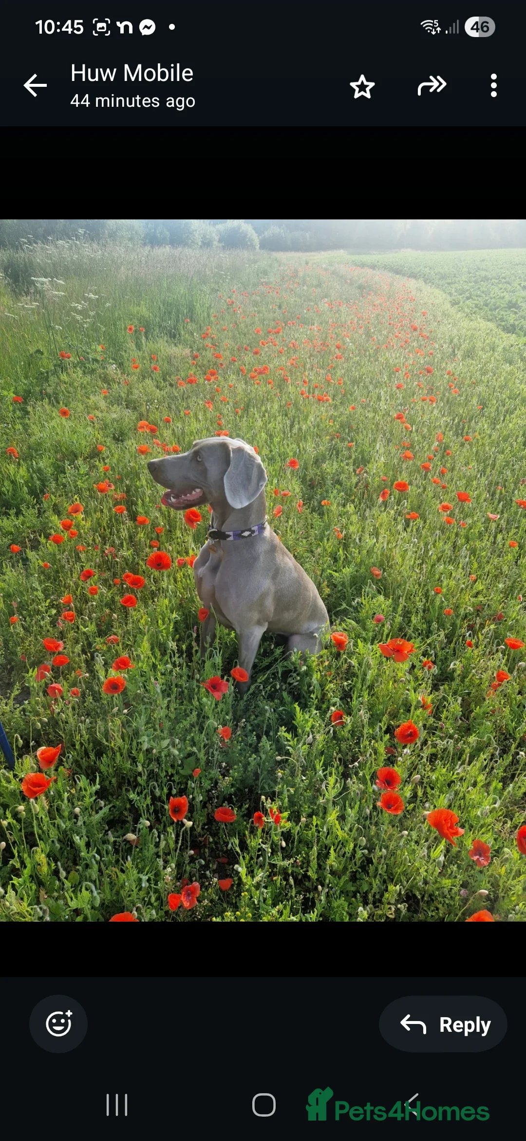 Weimaraner dogs for sale: Weimaraner KC Reg GUNALT CHAMPION BLOODLINE  - Advert 3