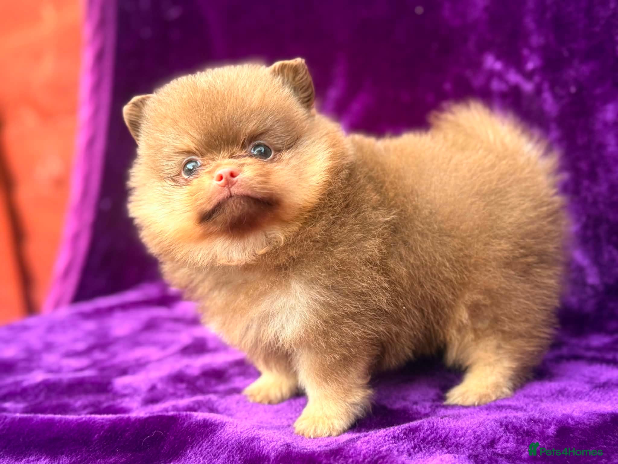 Pomeranian dogs Kc registered Pom babys ready now x - Advert 10