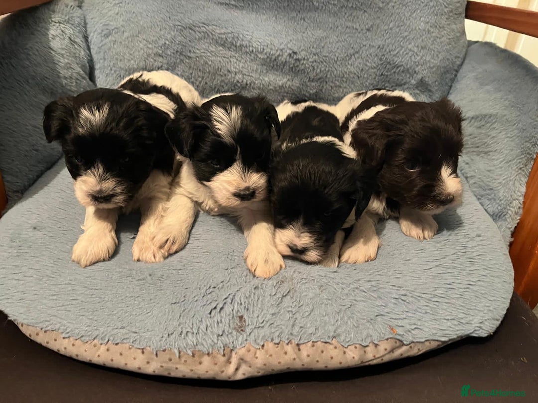Miniature Schnauzer dogs for sale: OMG ❤️RARE  PEDIGREE PARTI MINIATURE SCHNAUZER  - Advert 15