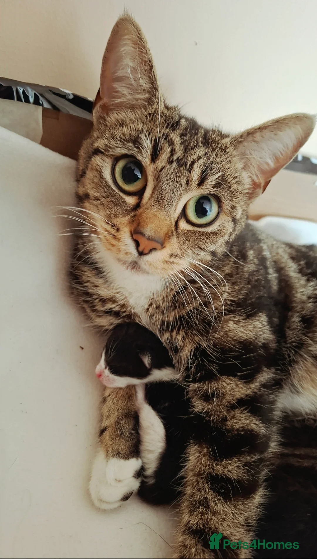 Domestic Shorthair cats for sale: Helen  in Mitcham - Advert 2