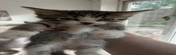 Mixed Breed cats for sale: Tabby kittens looking for a loving home  - Advert 3