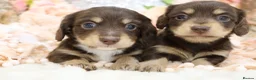 Miniature Dachshund dogs for sale: KC Longhair Miniature Dachshund Puppies - Advert 35