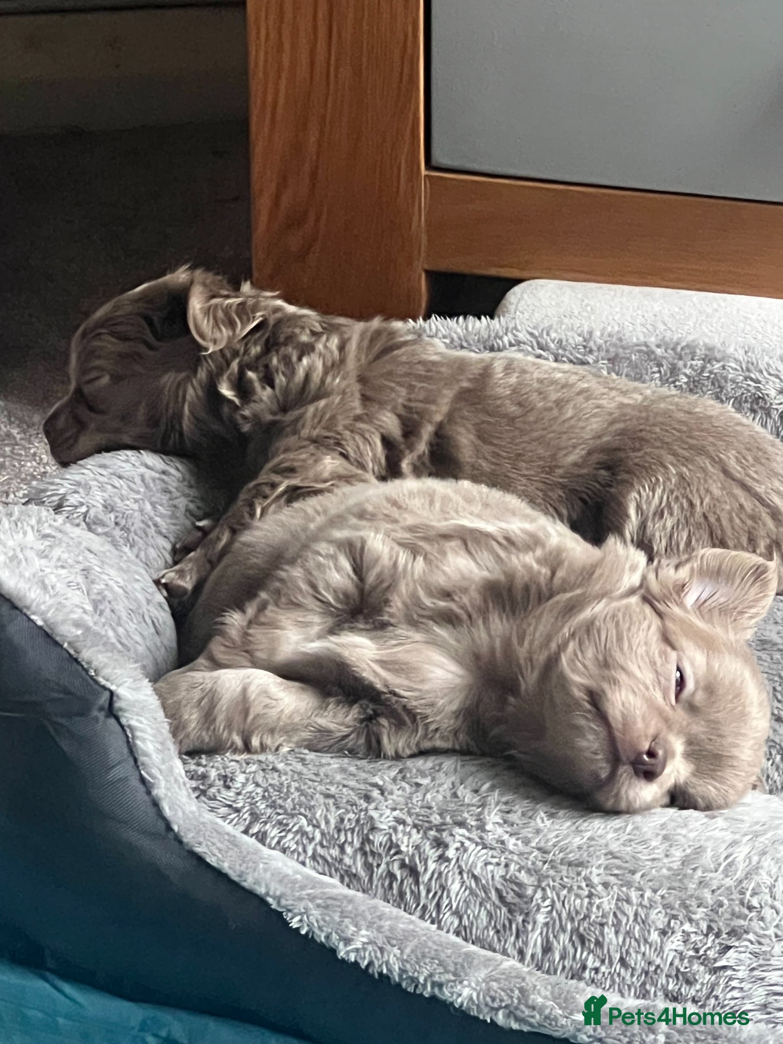 Chihuahua dogs Chihuahua long haired - Advert 2