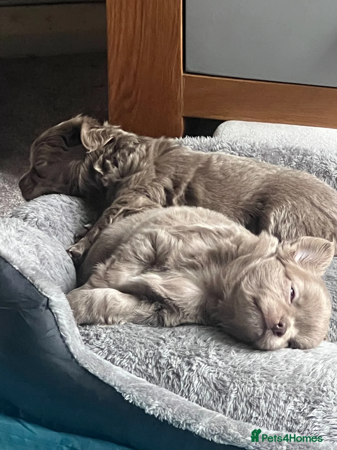 Chihuahua dogs for sale: Chihuahua long haired in Liverpool - Advert 1