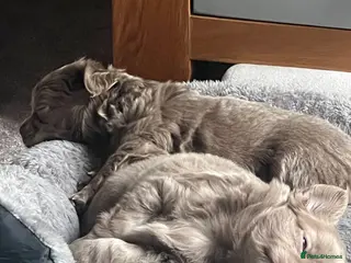 Chihuahua dogs Chihuahua long haired - Advert 1