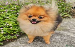 Pomeranian dogs for sale: *Beautiful female 15 month pomeranian* - Image 4