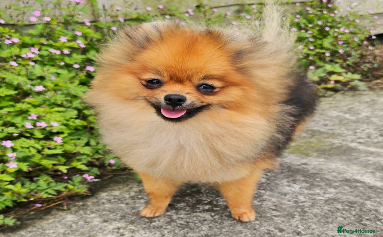 Pomeranian dogs - Advert 2