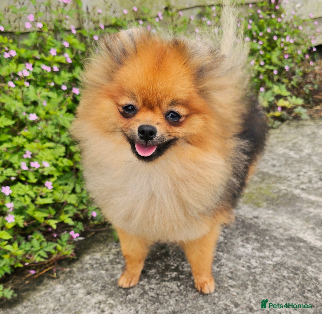 Pomeranian dogs for sale: *Beautiful female 15 month pomeranian* - Image 4
