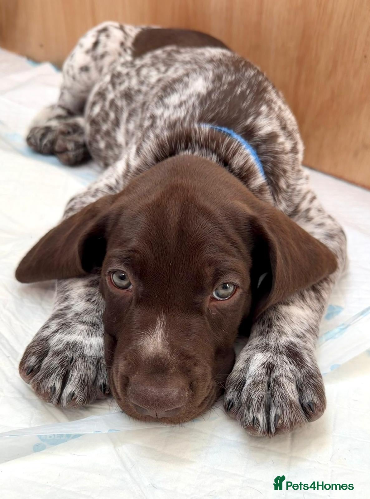 German Shorthaired Pointer dogs Stunning German Shorthaired Pointer Pups KC Reg'd - Advert 1