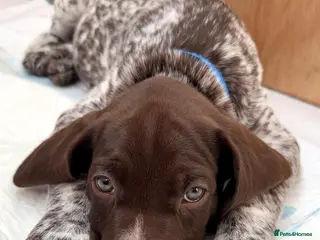 German Shorthaired Pointer dogs Stunning German Shorthaired Pointer Pups KC Reg'd - Advert 1