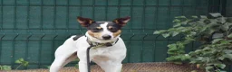 Jack Russell dogs for adoption: Chiqui - Advert 7