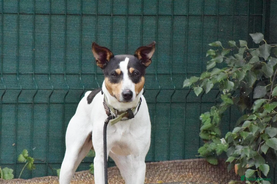 Jack Russell dogs for adoption: Chiqui - Advert 7