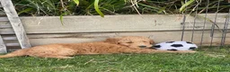 Australian Labradoodle dogs for sale: Australian Labradoodle Puppies Only 2 Remaining - Advert 9