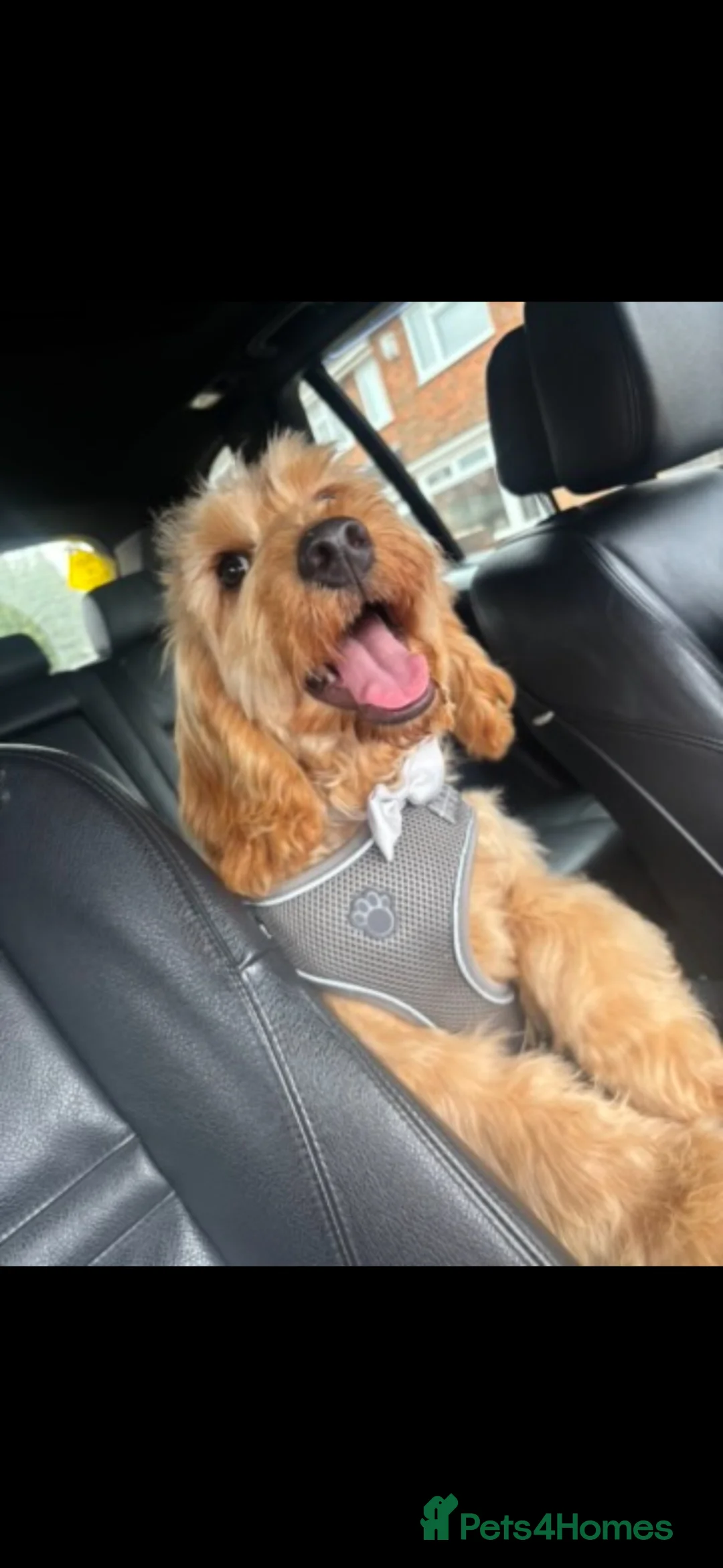 Cockapoo dogs for sale: 1 year old Cockerpoo - Advert 4