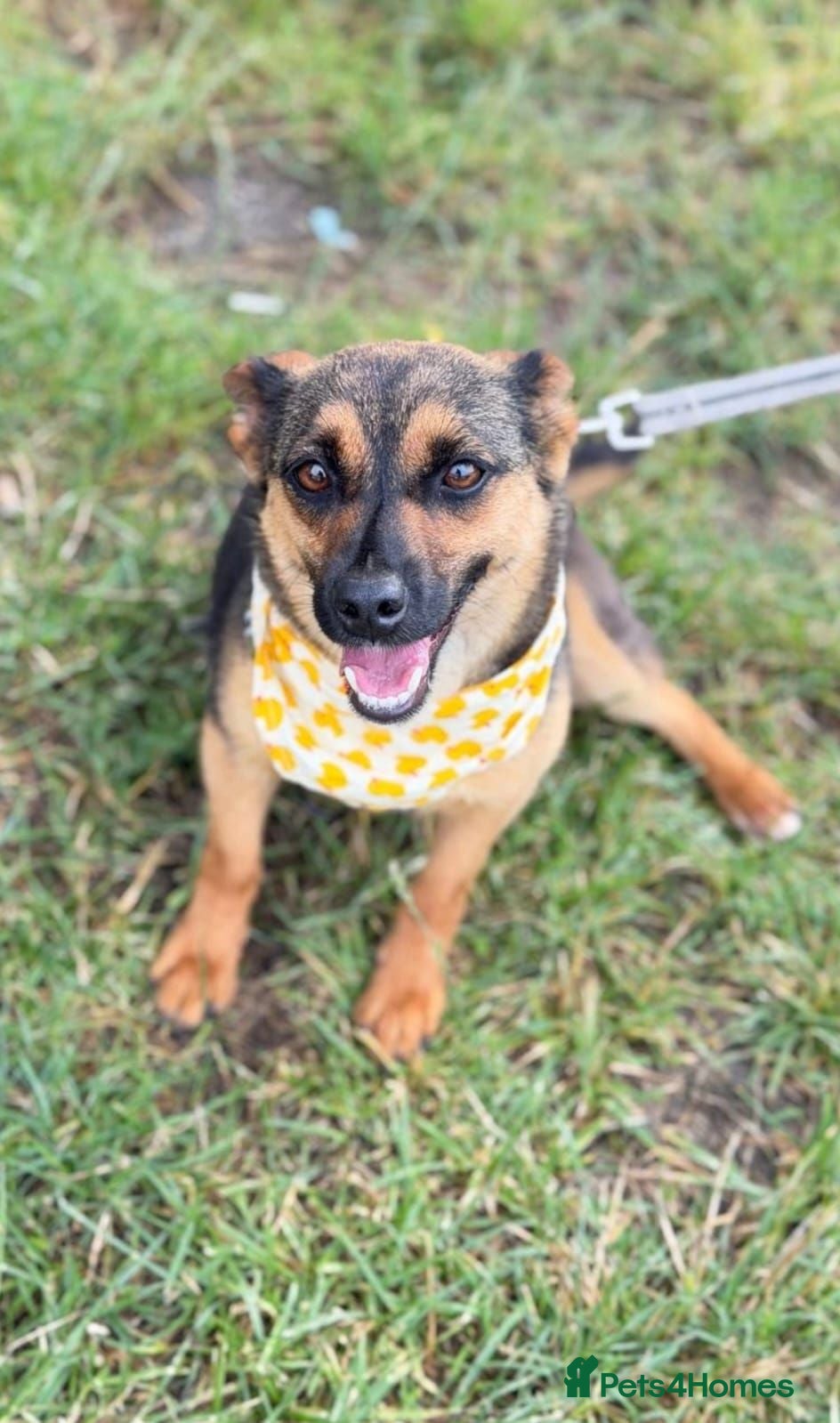 Mixed Breed dogs ❤️Bonnie❤️- 1-year-old small size lovely girl - Advert 1